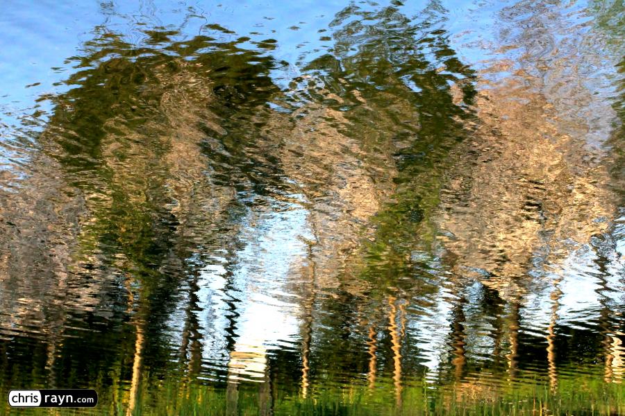 Cherry Blossoms Reflecting in the Water of a Nearby River