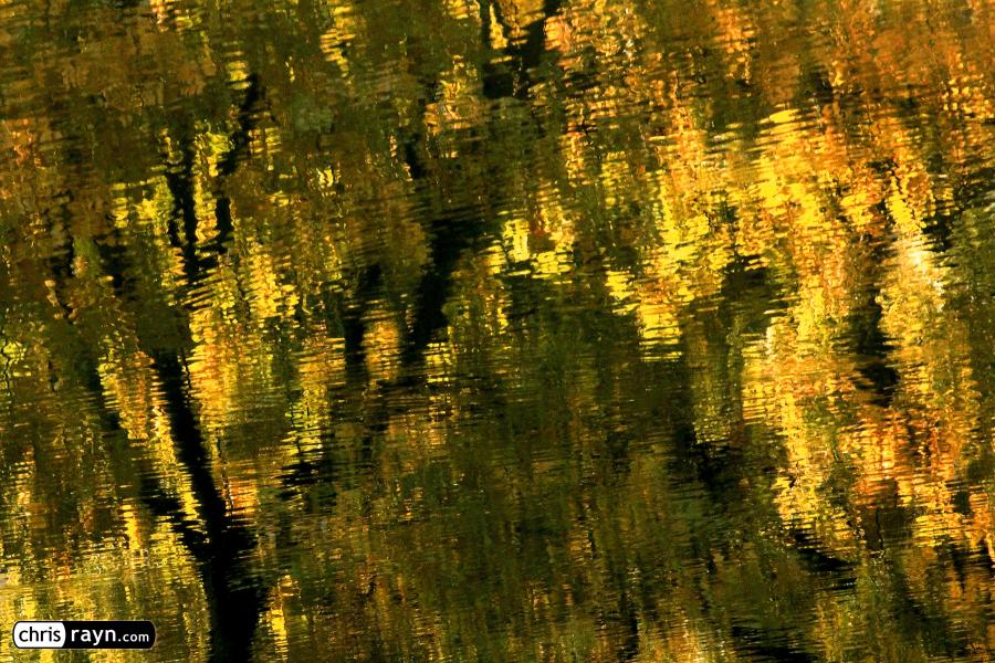 A Golden Autumn Tree Reflecting in a Lake