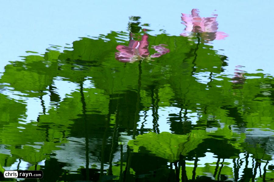 Blooming Lotus Flowers Reflecting in a Lake