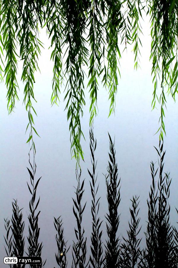 Willow Leaves Extending Endlessly into Their Lake Reflection